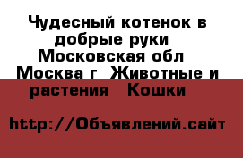 Чудесный котенок в добрые руки - Московская обл., Москва г. Животные и растения » Кошки   